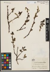 Foto von Salix sieboldiana Blume